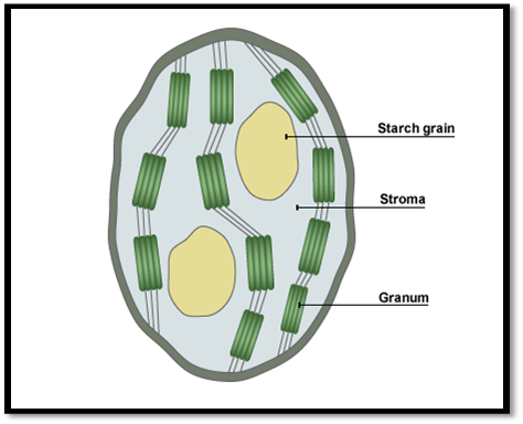 Хлоропласт имеет днк. Строма. Хлоропласт из фетра. Granum Bio. Рис "Granum ".